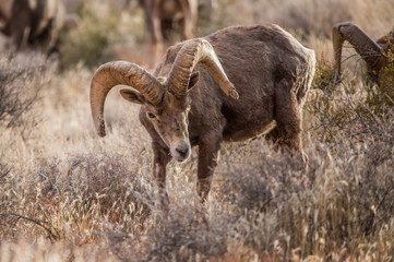 Endangered desert bighorn sheep 