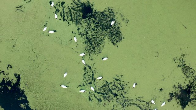 Aerial view of the wetland with the birds.