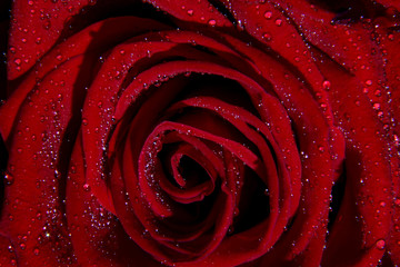 Red roses for gifting at valentine's day