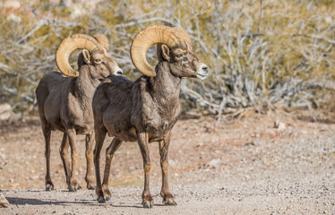 Obraz na płótnie Canvas Endangered desert bighorn sheep 