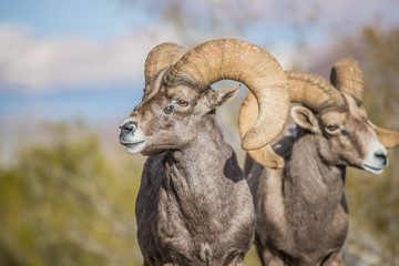 Endangered desert bighorn sheep 