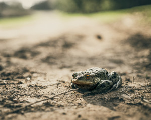 Toad on the sandy road, Czech Republic, Europe