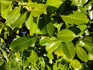 Obraz premium green leaves on background