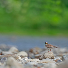  Сommon ringed plover (Charadrius hiaticula) in a typical breeding ecosystem. The common ringed...