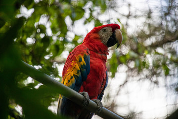 Scarlet Macaw