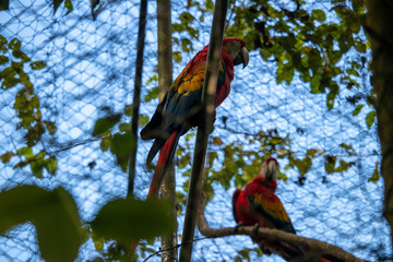 Scarlet Macaws in a cage