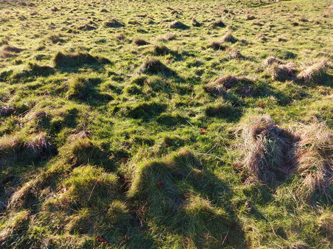 lumpy grass texture green and brown