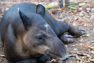Tapir in a zoo