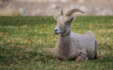 Endangered desert bighorn sheep 