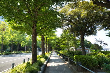 Obraz premium 真夏の公園の歩道.