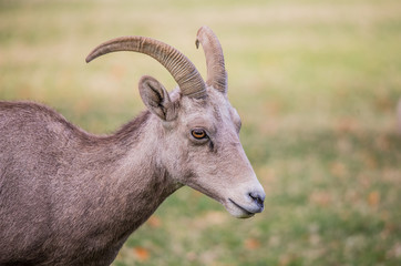 Endangered desert bighorn sheep 
