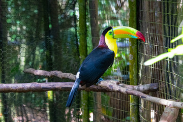 Toucan on a branch
