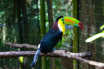 Toucan on a branch