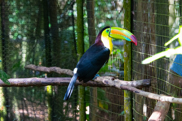 Toucan on a branch