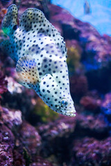 Humpback grouper fish swim underwater.