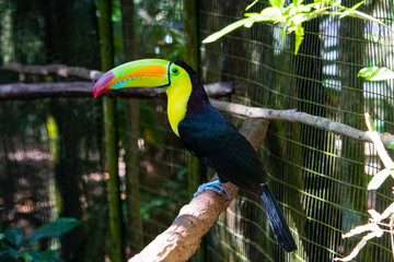 Toucan on a branch © Ely