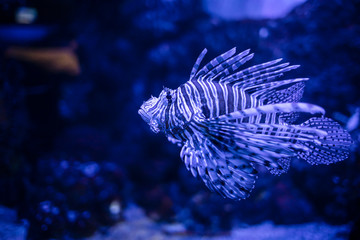 Pterois volitans lionfish is swimming in depth. underwater shooting.