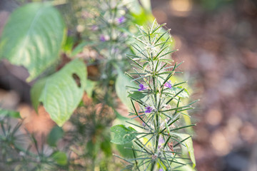 First spring flower violet blepharis plant blooming, forest of Maharashtra. Blossom of Young purple blepharis and leaves.