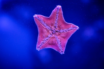 Amur starfish on the glass of the aquarium. Asterias amurensis moves the ambulacral legs.
