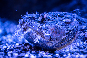 Sea raven fish swim underwater.