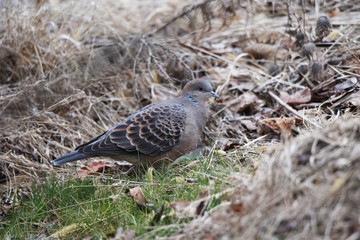 The Eastern turtle dove is characterized by scales on its wings and horizontal stripes on its neck.