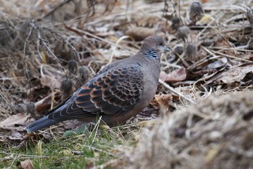 The Eastern turtle dove is characterized by scales on its wings and horizontal stripes on its neck.