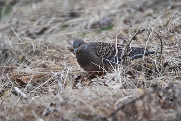 The Eastern turtle dove is characterized by scales on its wings and horizontal stripes on its neck.