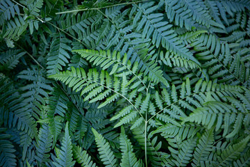 Naklejka na ściany i meble Background of many broken branches of wild green ferns. Texture of green fern leaves. Soft and selective focus.