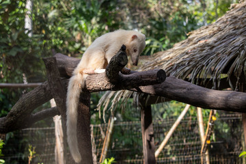 Albino Coati