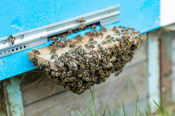 hive entrance with cluster honey bee. Guard bee on blue hive in apiary. concept of beekeeping.