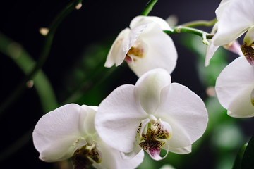 Fototapeta na wymiar beautiful white Archidea on black background , Original bouquet of exotic flowers