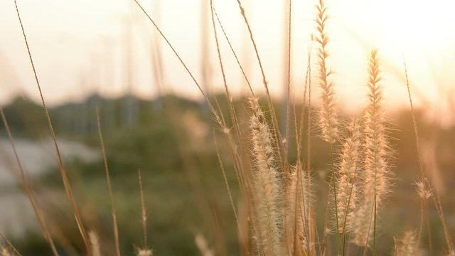 Desho grass with sunlight desho grass, desho (Pennisetum pedicellatum) footage
