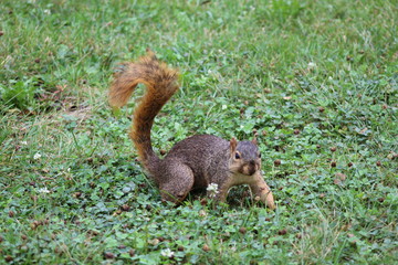 red squirrel