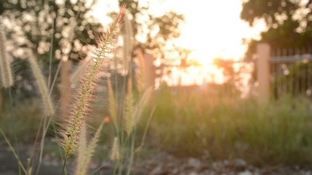 Fountain grass with sunlight desho grass, desho (Pennisetum pedicellatum) footage