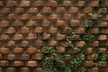 brick wall with a plant on the wall