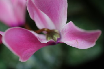 Fototapeta na wymiar pink cyclamen flower