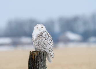 Female Snowy Owl Sitting on Fence Post