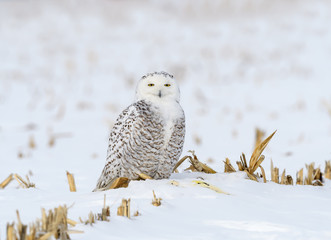 Female Snowy Owl Sitting on Snow Field