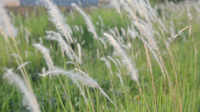 Fountain grass with sunlight desho grass, desho (Pennisetum pedicellatum) footage