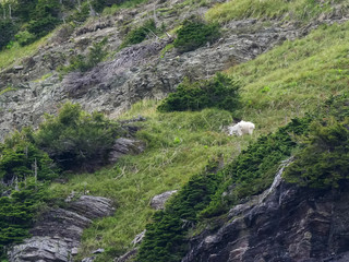 Fototapeta na wymiar a mountain goat grazing above a cliff near grinnell glacier