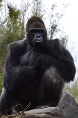 Fototapeta premium gorilla