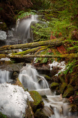 Obraz premium Rainforest Creek in the Winter. Water cascading down the side of a mountain in a rain forest environment. A long exposure makes the water appear silky and adds to the motion effect. 