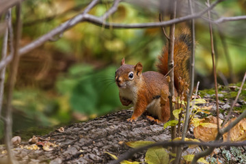 Naklejka na ściany i meble Red Squirrel posing on a fallen log. 