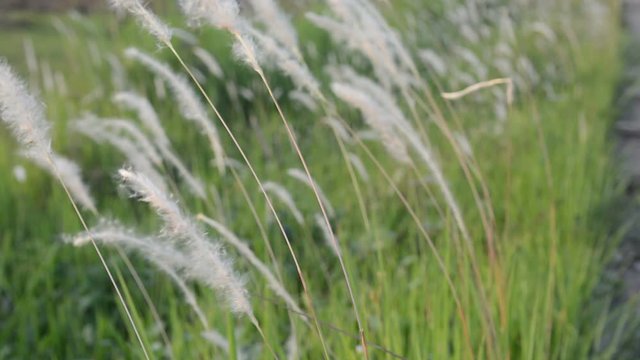 Desho grass with sunlight desho grass, desho (Pennisetum pedicellatum) footage