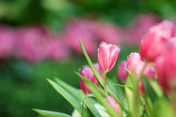 Beautiful tulip flowers with blured background in the garden. Pink tulip flowers.