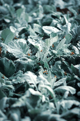 Green leaf nature vintage background