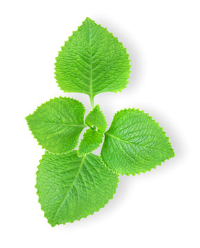 Green Leaves (Country Borage,Indian Borage,Coleus amboinicus Lour( Plectranthus amboinicus (Lour.)) isolate on white background.