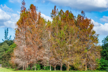 Bald cypress trees (Taxodium distichum) - Tree Tops Park, Davie, Florida, USA
