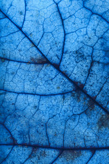 Classic Blue Leaves Macro Texture Background. Abstract pattern for design. Trend Of 2020 Blue. Copy space - surface concept for text.