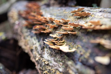 Fungus on a log